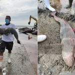 Anak ikan paus tergeletak di antara 49 ikan paus yang mati terdampar di pesisir Modung Bangkalan Madura, Sabtu (20/2/2021). foto: ist/ bangsaonline.com