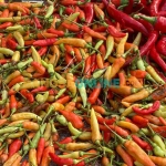 Rata-rata harga cabai rawit masih mengalami penurunan yang signifikan. Foto: Bangsaonline.