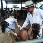 Petugas saat melakukan pemeriksaan hewan kurban di pasar hewan Wlingi. foto: AKINA/ BANGSAONLINE