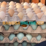 Harga telur ayam kampung di Jatim hari ini cenderung stabil. Foto: Sulthon/Bangsaonline.