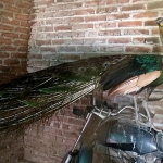 Burung merak yang ditemukan di area pembangunan Bandara Kediri.