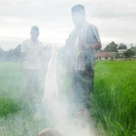 Upaya berbagai daerah mengatasi wabah tikus. Salah satunya dengan cara pengasapan.