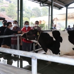Dewanti Rumpoko saat meninjau sapi perah di Dusun Brau, Desa Gunungsari, Kecamatan Bumiaji, Kota Batu.