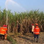 Tim Damkar Kota Kediri saat beraksi memadamkan kebakaran lahan tebu. foto: ist.