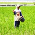 LANGKA: Yudi, petani di Desa Temu, Kecamatan Kanor, Bojonegoro tampak sedang mempuk tanaman padinya, Minggu pagi, (8/11). foto: Eky Nurhadi/BANGSAONLINE