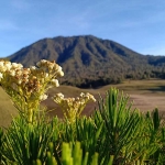 Bunga Edelweiss dengan latar belakang Oro-Oro Ombo, Gunung Semeru. Foto: M. SULTHON NEAGARA/ BANGSAONLINE