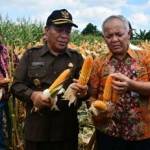 Dirjen Kementerian Pertanian didampingi Bupati Fadeli saat melakukan panen jagung perdana. (foto: haris/BANGSAONLINE)
