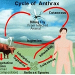 Siklus serangan antraks dari hewan ke manusia. (ilustrasi)