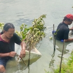 Aktivitas penanaman mangrove oleh PT Cargill Indonesia - Cocoa & Chocolate Gresik bersama masyarakat di Kalimireng, Manyar. Foto: Ist