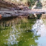 Warga Desa Torjunan sedang mandi pakai air kubangan yang berwarna hijau.