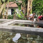 Kolam ikan cupang milik Kelompok Budidaya Ikan Mina Maju, Kelurahan Ketami.