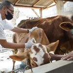 Petugas saat melakukan vaksinasi PMK terhadap hewan ternak. Foto: Ist