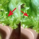 Tangkapan layar video temuan ulat pada sayuran MBG di Lamongan