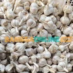 Bawang putih menjadi komoditas yang mengalami kenaikan hari ini. Foto: Sulthon/Bangsaonline.