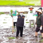 Gubernur Jawa Timur Khofifah Indar Parawansa secara simbolik ikut menanam padi bersama pejabat Pemprov Jatim dan kepala daerah untuk percepatan masa tanam sebelum memasuki musim kemarau. foto: ist/ bangsaonline.com  