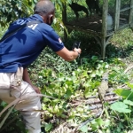 Seekor anak buaya jenis aligator ditemukan di aliran Sungai Sugih Dusun Sukomulyo, Desa Gadungan, Kecamatan Gandusari, Kabupaten Blitar. (foto: ist)