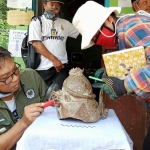 Arkeolog BPCB Jatim Nugroho Harjo Lukito saat mengecek mahkota yang ditemukan warga Ponggok, Blitar.