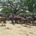 Suasana di Pasar Sapi Kerek, Tuban.