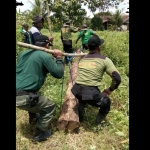 Polisi Hutan Mobil (Polhutmob) Perhutani saat mengangkat batang kayu jati gelondongan dari ladang.