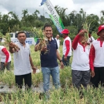 Dirut PG Rahmad Pribadi (tengah) memetik bawang merah hasil demplot NPK Phonska Plus di Bengkulu.