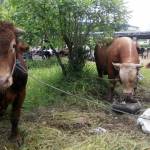 SUDAH LAKU: H Mochamad Sudoyo bersama dua sapi yang meraih juara dalam Kontes dan Festival Ternak Kurban, di Pasar Induk Puspa Agro, Selasa (6/9). foto: MUSTAIN/ BANGSAONLINE