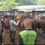 Tim dari Dinas Ketahanan Pangan, Pertanian, dan Perikanan (DKP2P) Tuban saat melakukan pengawasan di Pasar Hewan Kecamatan Kerek.
