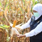 Gubernur Jawa Timur, Khofifah Indar Parawansa dalam acara panen jagung. Foto: ist