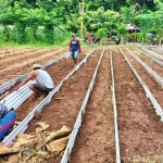 Kelompok Tani (Poktan) Kreatif Desa Bringsang, Kecamatan Giligenting, Kabupaten Sumenep berbudidaya vanili.