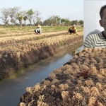 Kondisi lahan pertanian bawang merah yang mengalami gagal panen. Inset: Arbayana KP, anggota DPRD Nganjuk. foto: BAMBANG DJ/ BANGSANOLINE