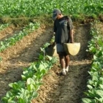 Petani Gunung Maddah tetap tanam tembakau. Sebab, harga panen tanaman lain turun drastis di saat wabah Covid-19.