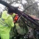 Anggota polisi dikerahkan untuk mengevakuasi pohon tumbang agar lalin lancar. foto: zainal abidin/ BANGSAONLINE