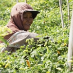 Seorang petani sedang memanen cabai.