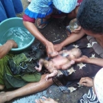 Kondisi bayi merah yang dievakuasi dari dalam septic tank langsung dilarikan ke Puskesmas terdekat. foto: FUAD/ BANGSAONLINE