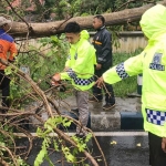 Anggota BPBD bersama TNI-Polri dibantu anggota FRPB dan RAPI ikut evakuasi pohon tumbang yang menutup akses jalan.