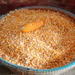 Jagung hasil panen
