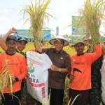 Bupati Fadeli bersama kelompok tani lakukan panen di Jotosanur Tikung. foto: Haris/BangsaOnline.com