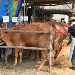 Petugas dari Disnakeswan Lamongan saat memeriksa hewan kurban.