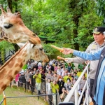 Gubernur Khofifah saat memberi makan jerapah di Kebun Binatang Surabaya.