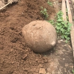 Batu Kenong yang ditemukan warga Dusun Tegal Bago, Desa/Kecamatan Arjasa, Jember dibiarkan teronggok.