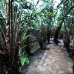 Kebun salak wedi. foto: Dhian Bintariana/ BANGSAONLINE