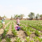 Petani juga membuat demplot di areal budidaya tembakau.