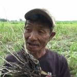 Solikin, petani Desa Banjardowo, Kecamatan Jombang menunjukkan tanaman jagung yang rusak, Kamis (13/10). foto: ROMZA/ BANGSAONLINE