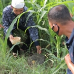 Salah seorang petani saat meletakkan racumi di dekat lubang tikus. foto: ist.