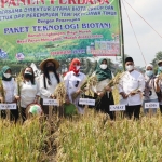 Pertani HKTI Jatim melakukan panen raya bersama Kelompok Tani Mekar 1 binaan PT Tunas Harmoni Abadi di Desa Panggungrejo Kepanjen, Kabupaten Malang, belum lama ini.
