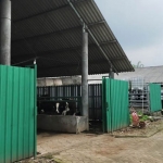 Kandang sapi di dalam lokasi UPTD budi daya Ternak di Dusun Kucur, Desa Sumberrejo, Kecamatan Purwosari, Kabupaten Pasuruan, yang bakal dijadikan Arjuno Agro Technopark.
