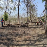 KPH Ngawi bersama Polsek Karanganyar dan PLN melakukan penebangan pohon untuk antisipasi terjadinya terputusnya aliran listrik.