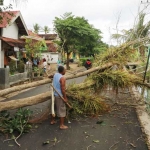 Akibat diterpa angin, satu pohon di Dusun Barak Kelurahan Sidoharjo, Pacitan, tumbang.