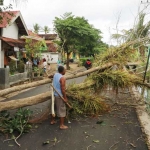 Akibat diterpa angin, satu pohon di Dusun Barak Kelurahan Sidoharjo, Pacitan, tumbang.
