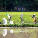 Petani memanen lombok yang mash hijau. latar depan adalah kali bengawan solo yang nyaris meluber. foto: eky nurhadi