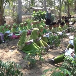 ?Puluhan siswa-siswi MI Al Irsyad di Desa Karangbendo, Kecamatan Ponggok, Kabupaten Blitar melakukan kegiatan belajar kebun singkong.